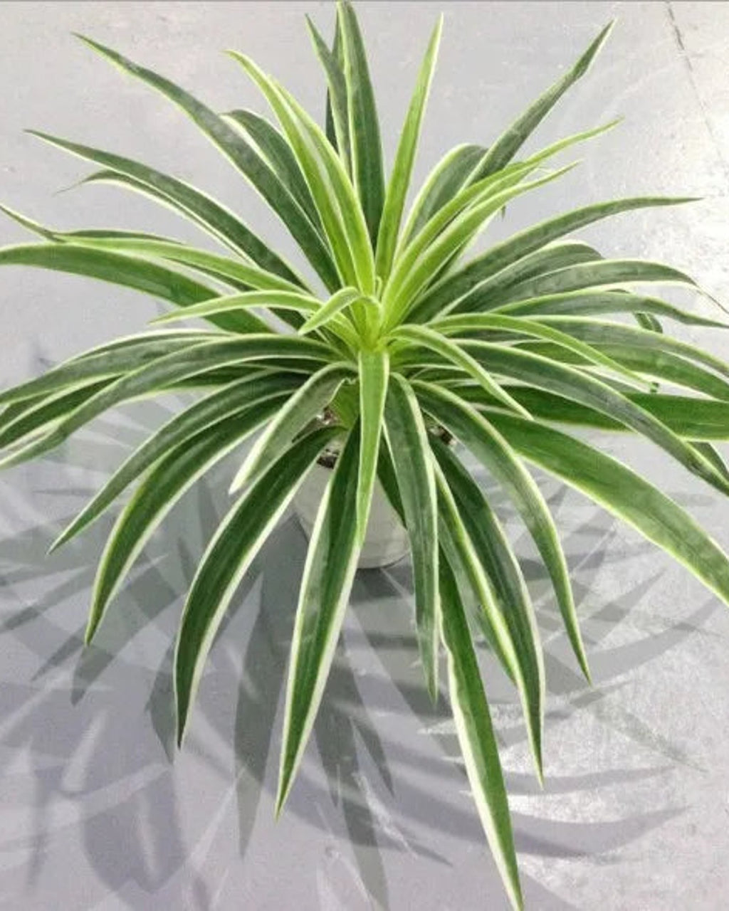 The white artificial spider plant with fifty leaves, seen from above; pot not included