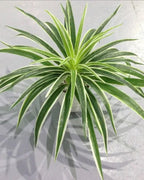 The white artificial spider plant with fifty leaves, seen from above; pot not included