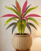 The pink artificial dracaena in a woven basket beside a lamp; pot not included