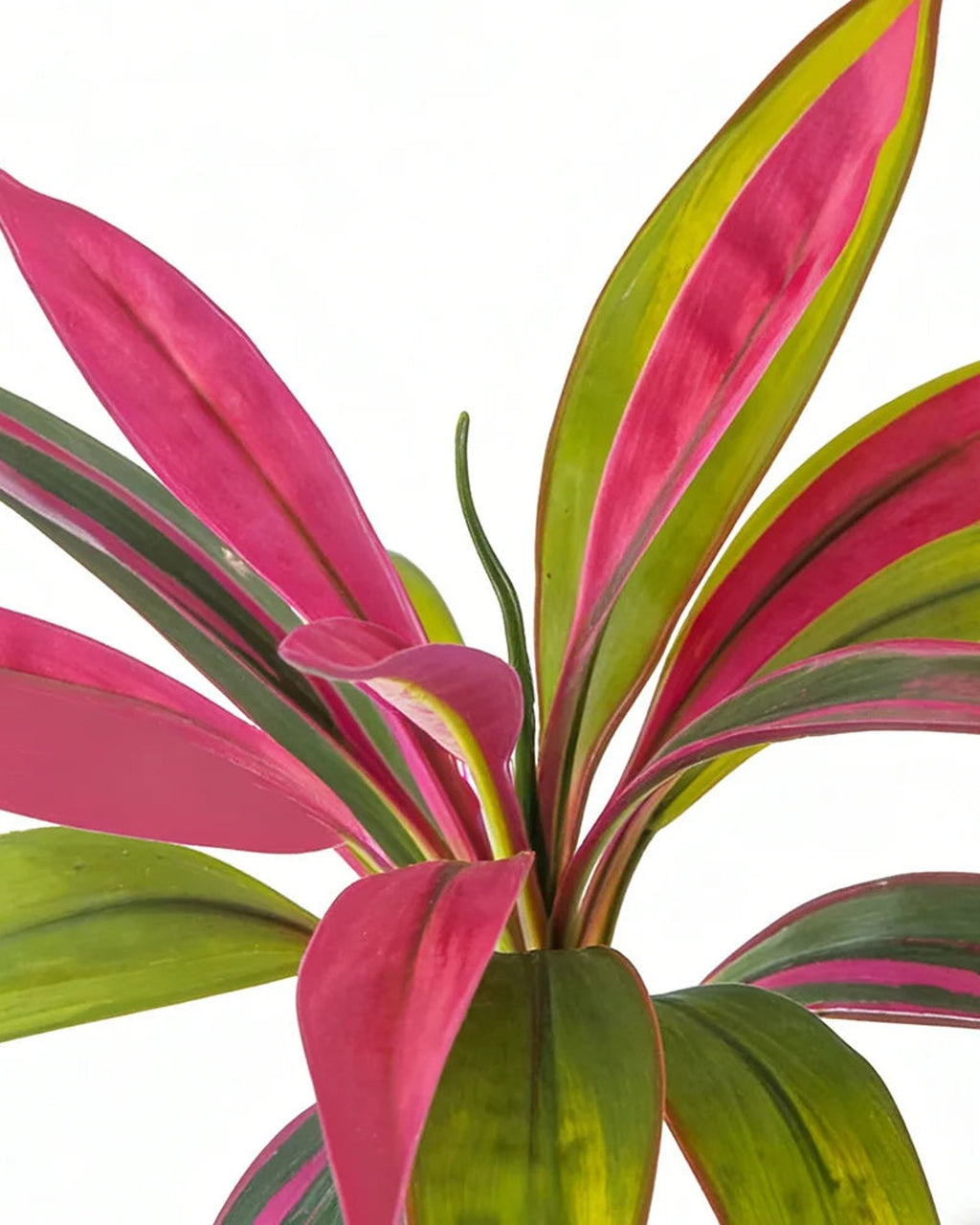 The pink and yellow-green striping on the leaves of the artificial dracaena, in close view