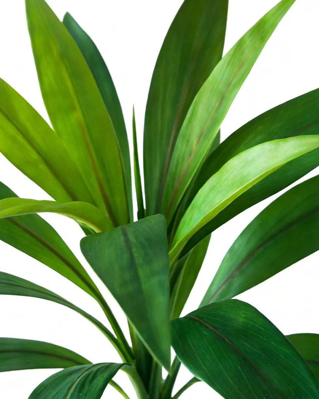The leaves of the green artificial dracaena in close view