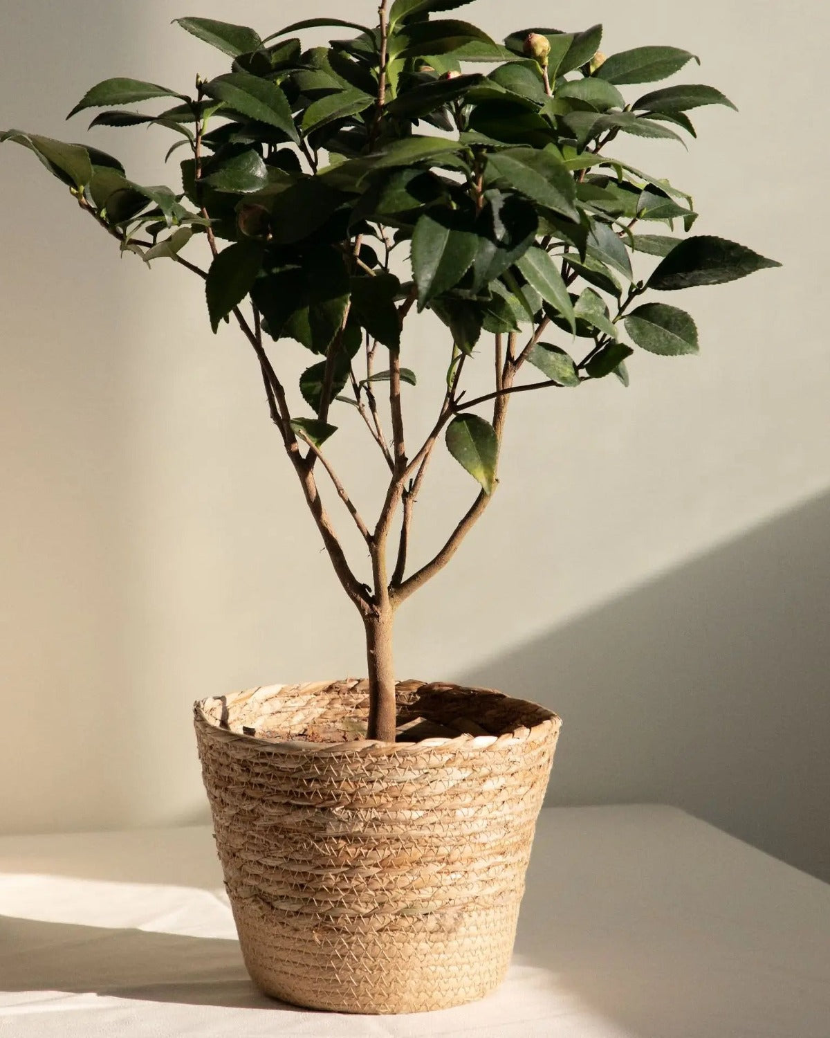 A woven seagrass plant basket holding a small tree in a sunlit corner; plant not included