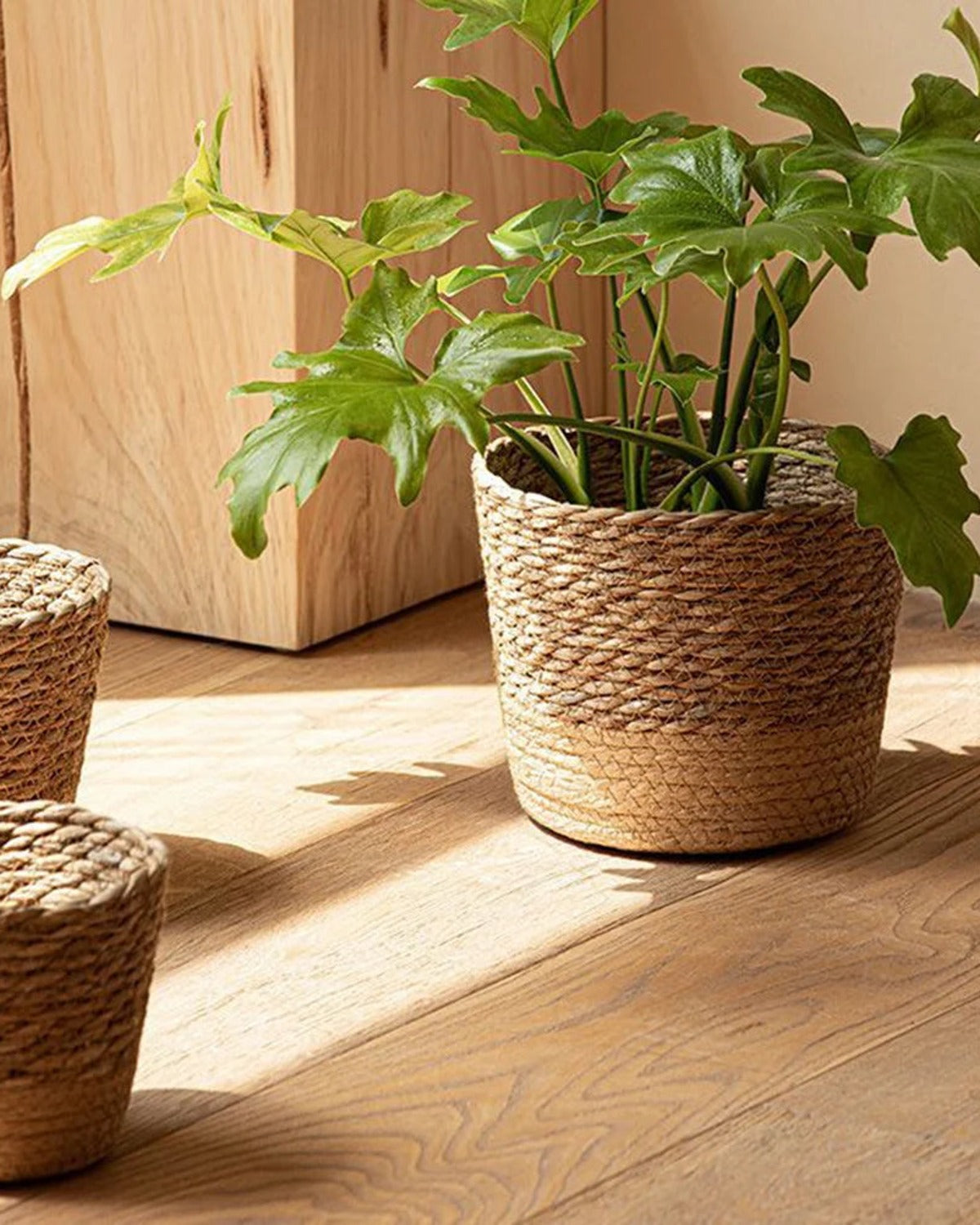 A woven seagrass plant basket with a green plant in it on pale floorboards; plant not included