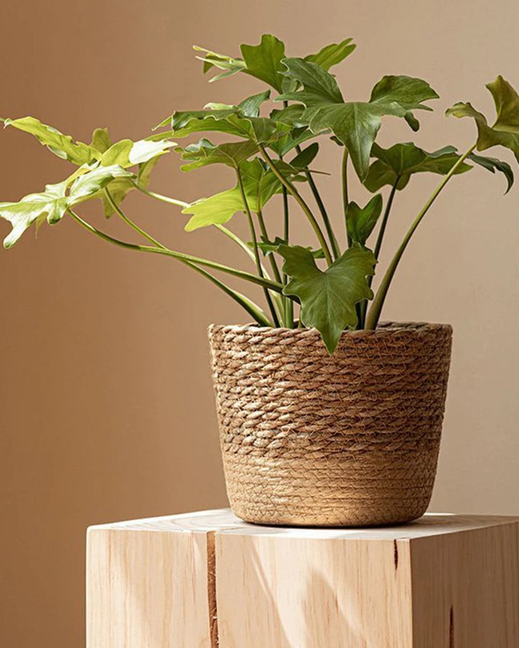 A woven seagrass plant basket on a wooden block with a leafy plant; plant not included