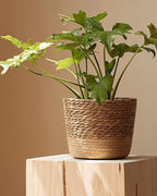 A woven seagrass plant basket on a wooden block with a leafy plant; plant not included