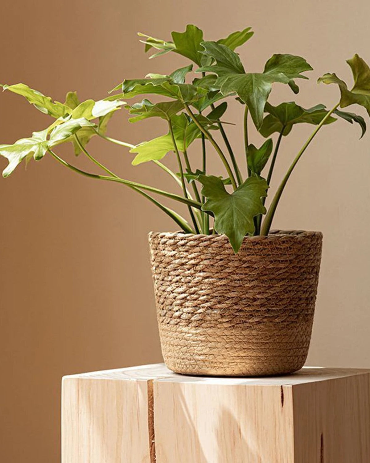 A woven seagrass plant basket on a wooden block with a leafy plant; plant not included