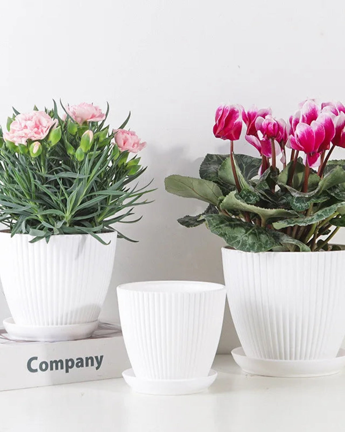Three white fluted plant pots with their saucers, two holding flowers; flowers not included