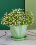A mint fluted plant pot and saucer holding gypsophila on marble; flowers not included
