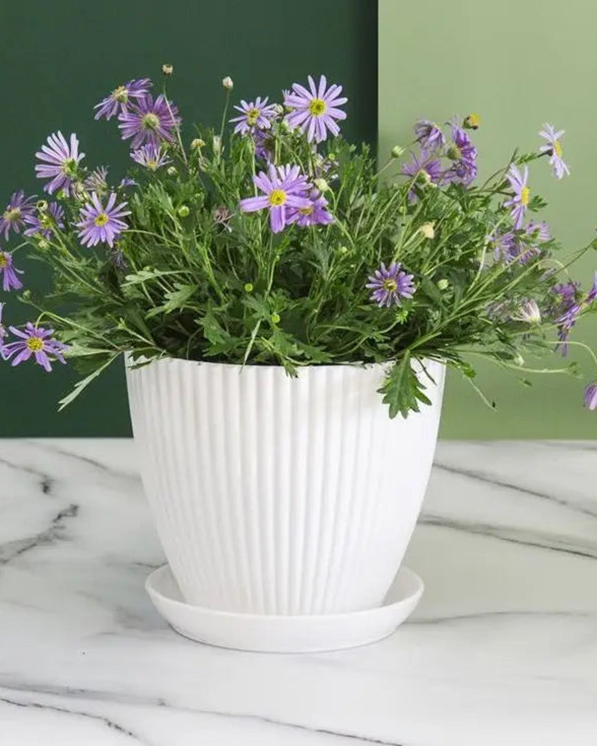 A white fluted plant pot and saucer holding asters on marble; flowers not included