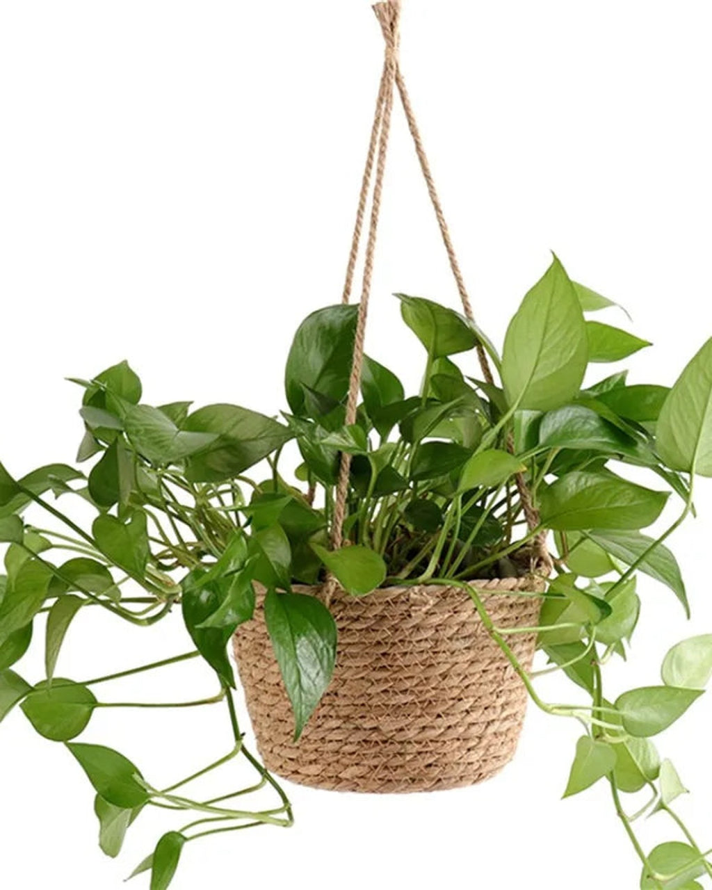 A woven hanging plant basket holding a trailing pothos; plant not included