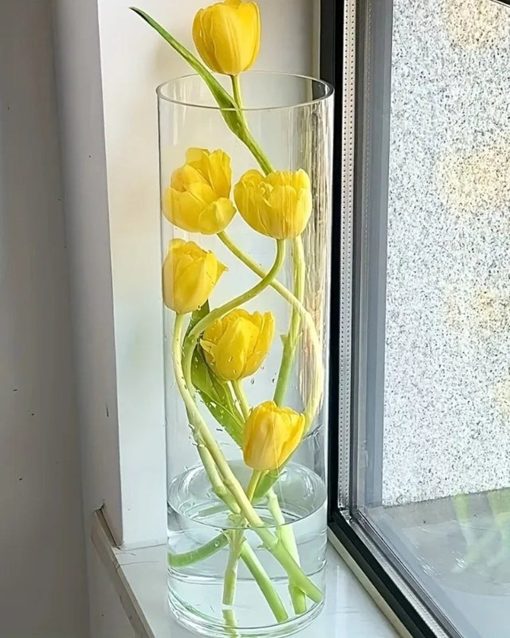 Tulips standing in a clear acrylic cylinder vase on a windowsill; flowers not included