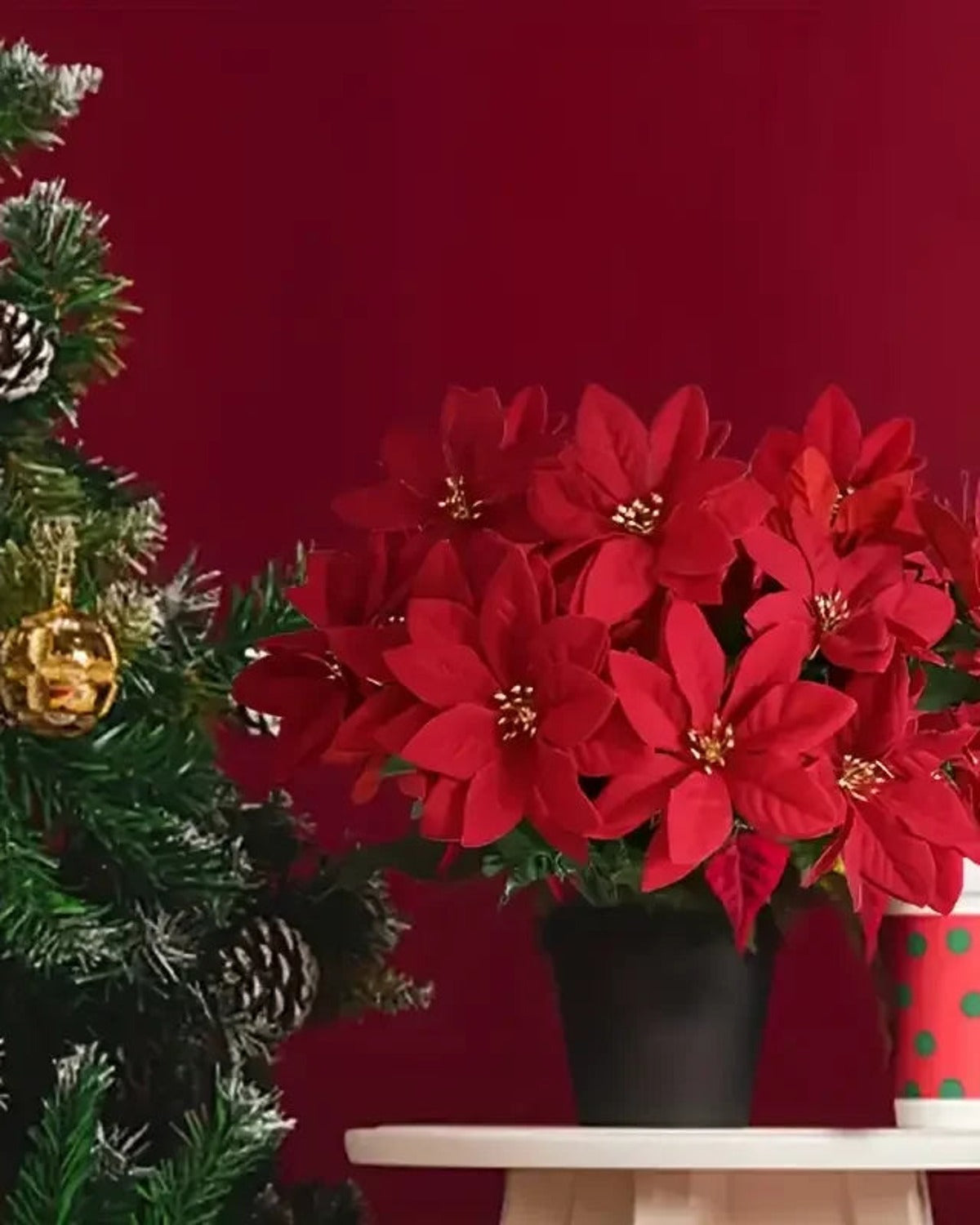 A red poinsettia bouquet in a black pot beside a Christmas tree; pot not included