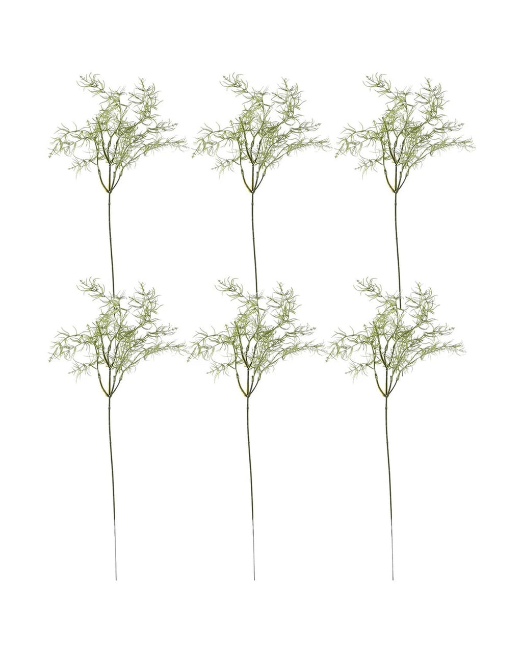 The six rosemary sprays laid out on a plain white ground, as they arrive