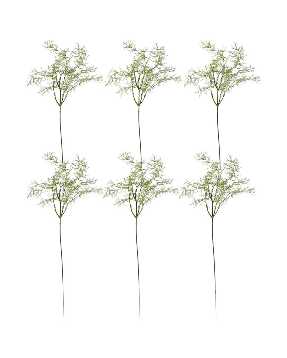 The six rosemary sprays laid out on a plain white ground, as they arrive