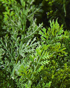 A close look at the cedar topiary's layered green foliage