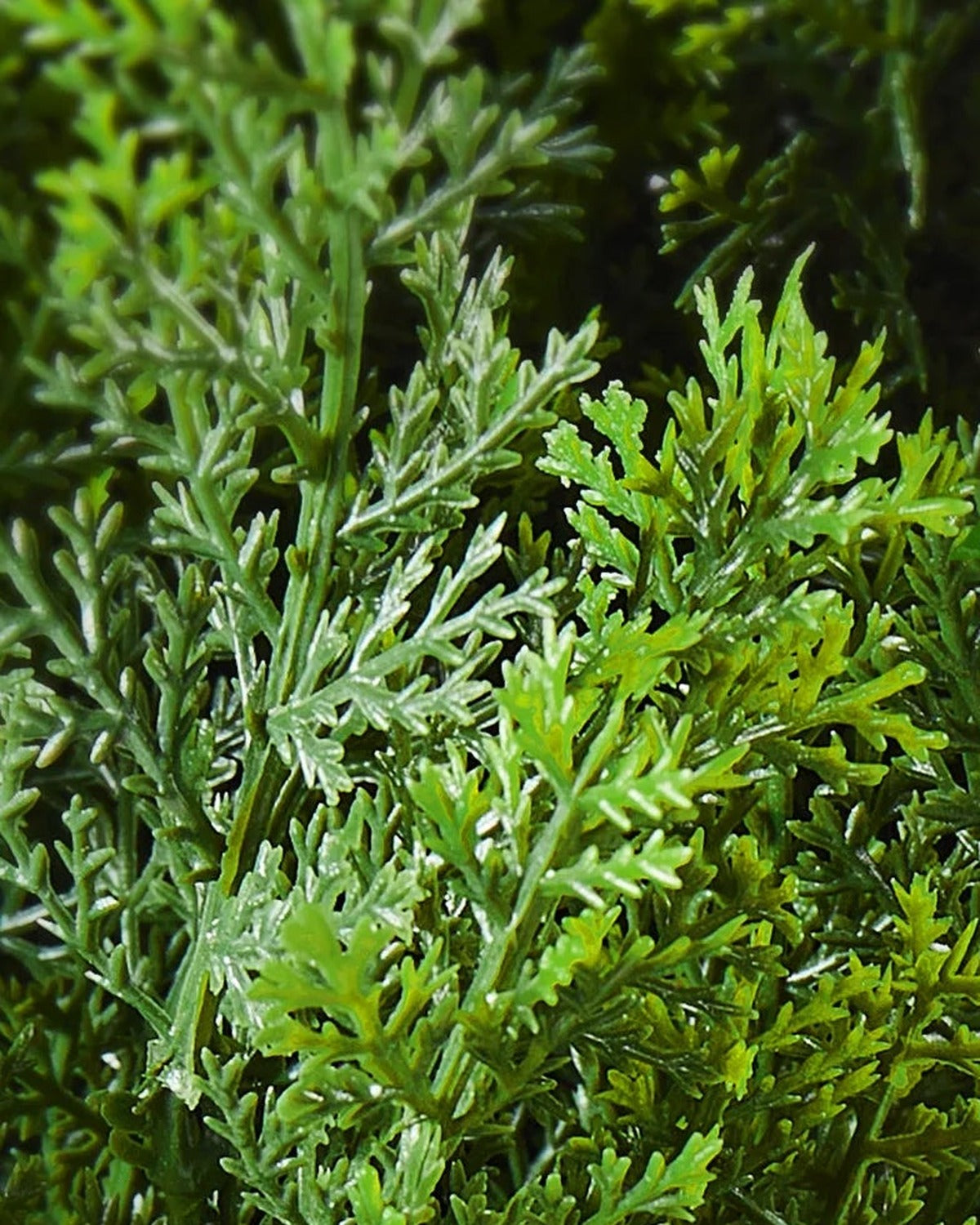 A close look at the cedar topiary's layered green foliage