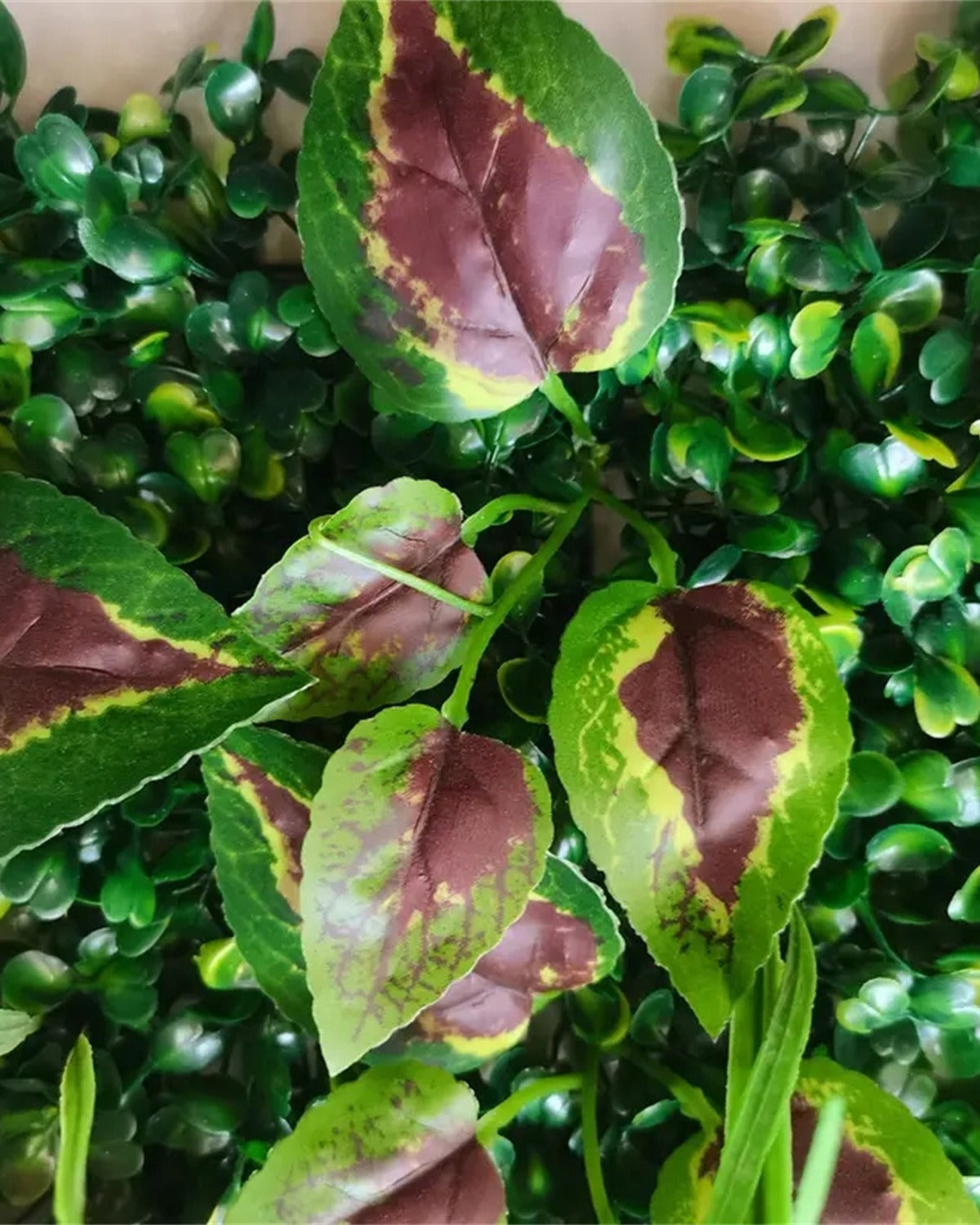Close view of the mixed foliage, the burgundy tipped leaves among the boxwood base