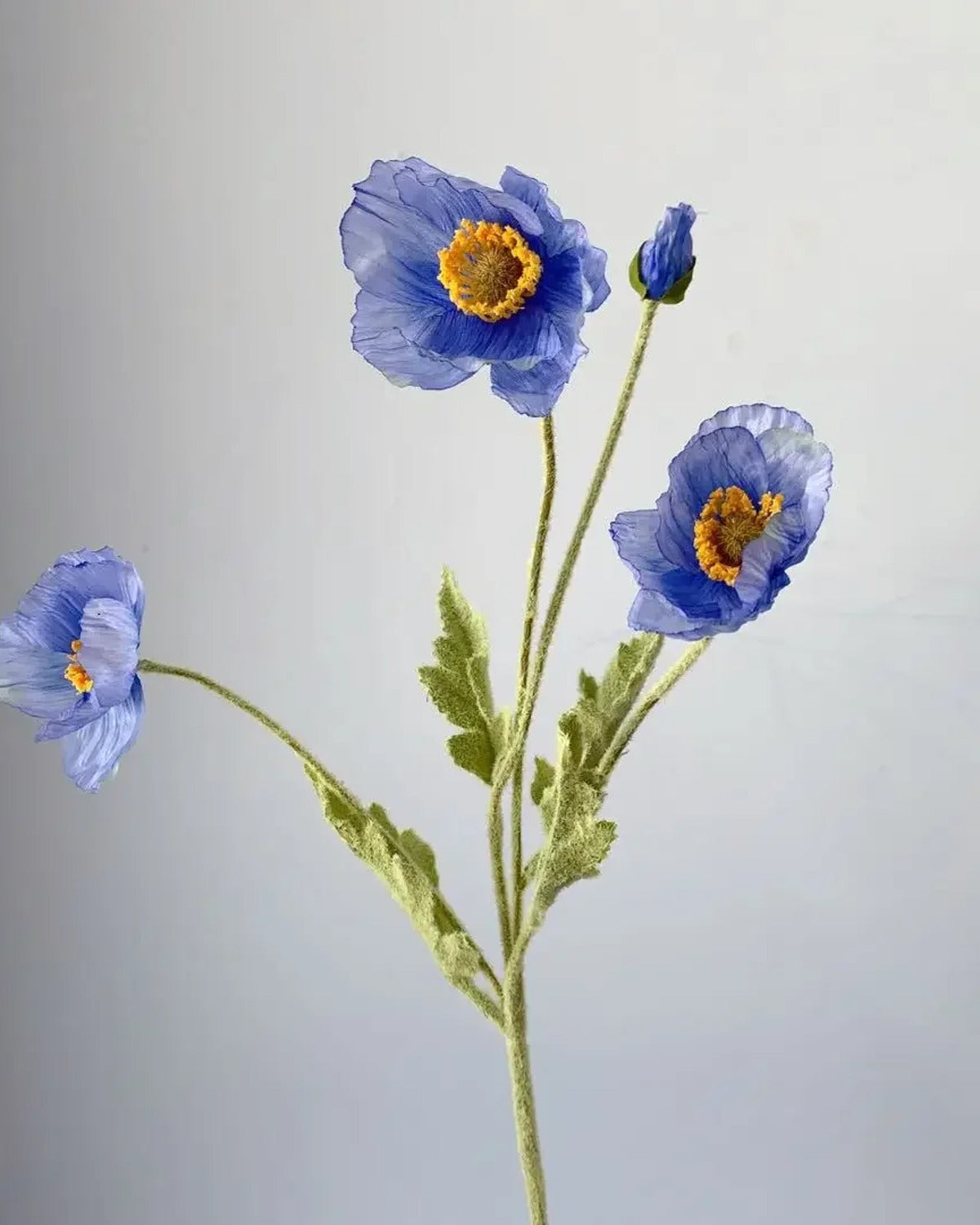 A blue poppy stem, the petals thin enough to show the light through them