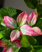 Close view of the rose pink leaf tips against the darker mature leaves