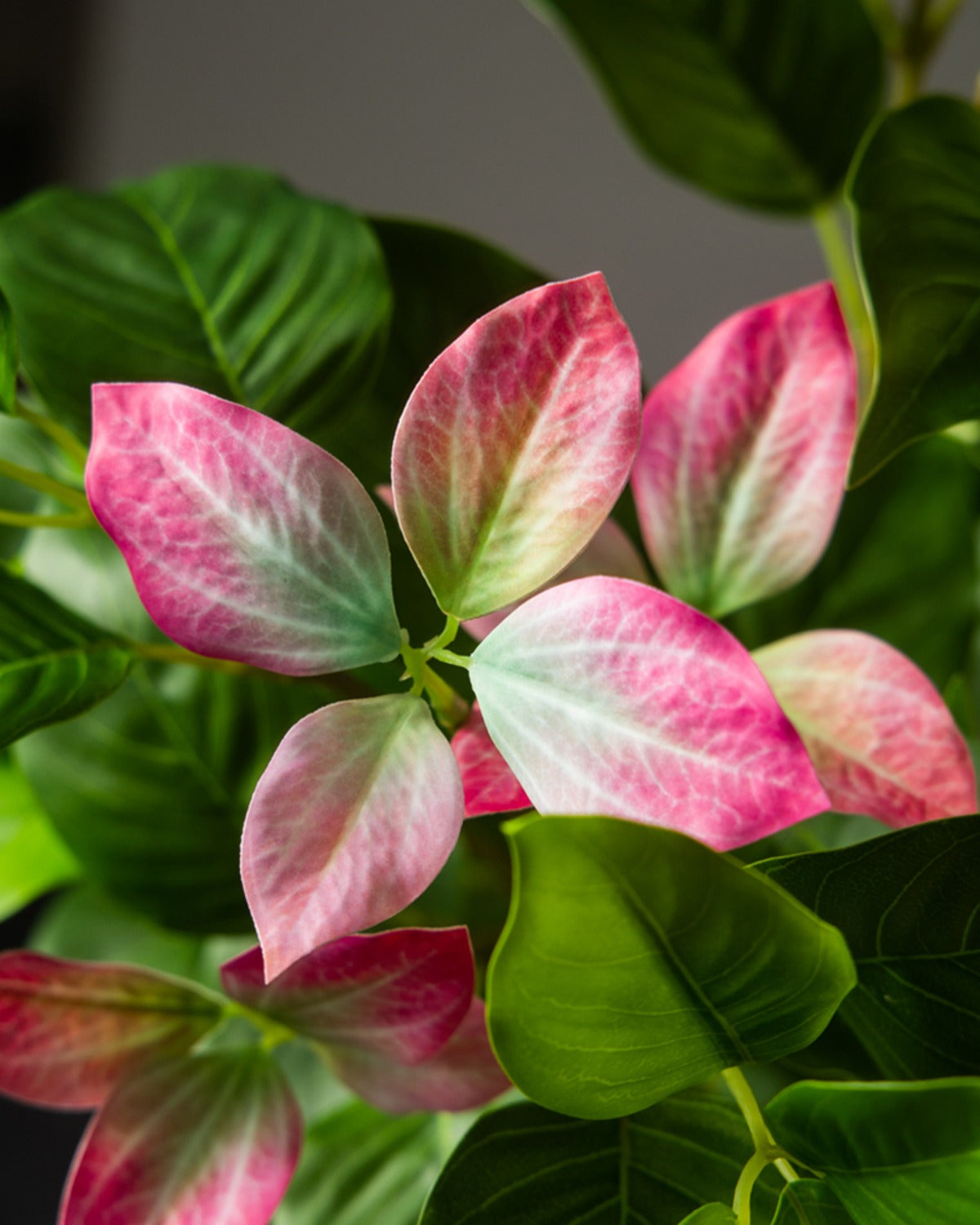 Close view of the rose pink leaf tips against the darker mature leaves