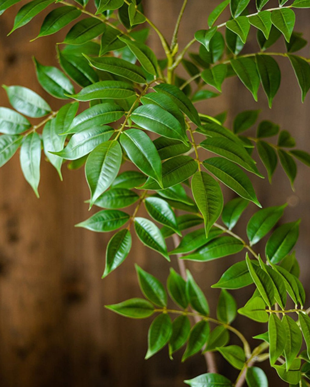 Close view of the ficus foliage, the narrow leaves paired along the stems