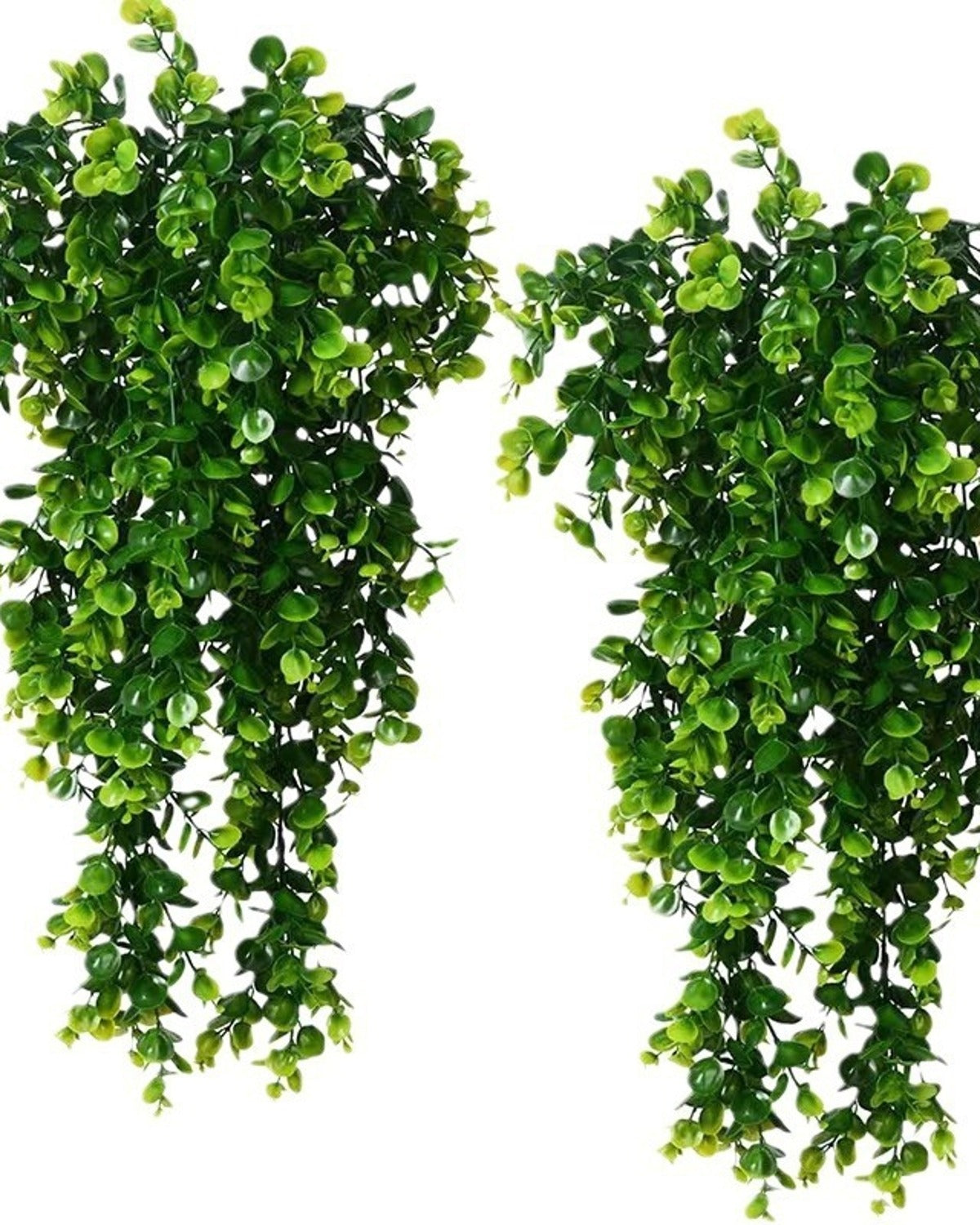 Two of the eucalyptus vines side by side; one vine per order