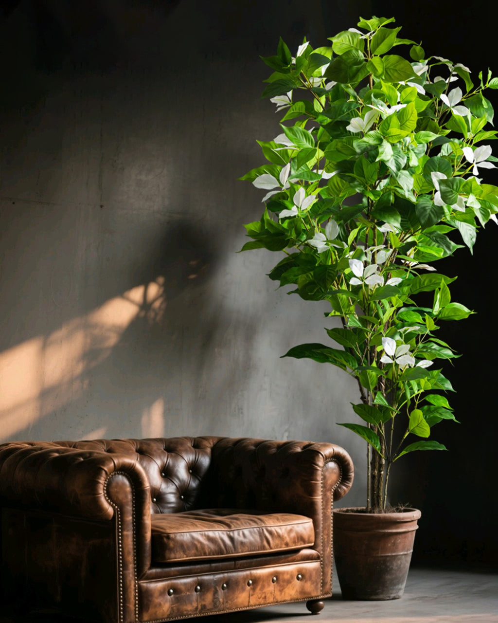 The variegated branch with white leaf tips, standing beside a leather sofa (pot not included)