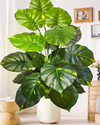 The monstera bush in a white pot in a bright room hung with framed prints (pot not included)