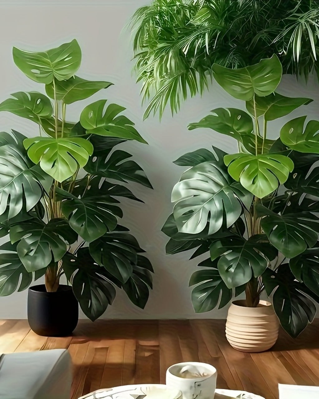 Two of the monstera plants standing together in a room; one plant per order (pots not included)