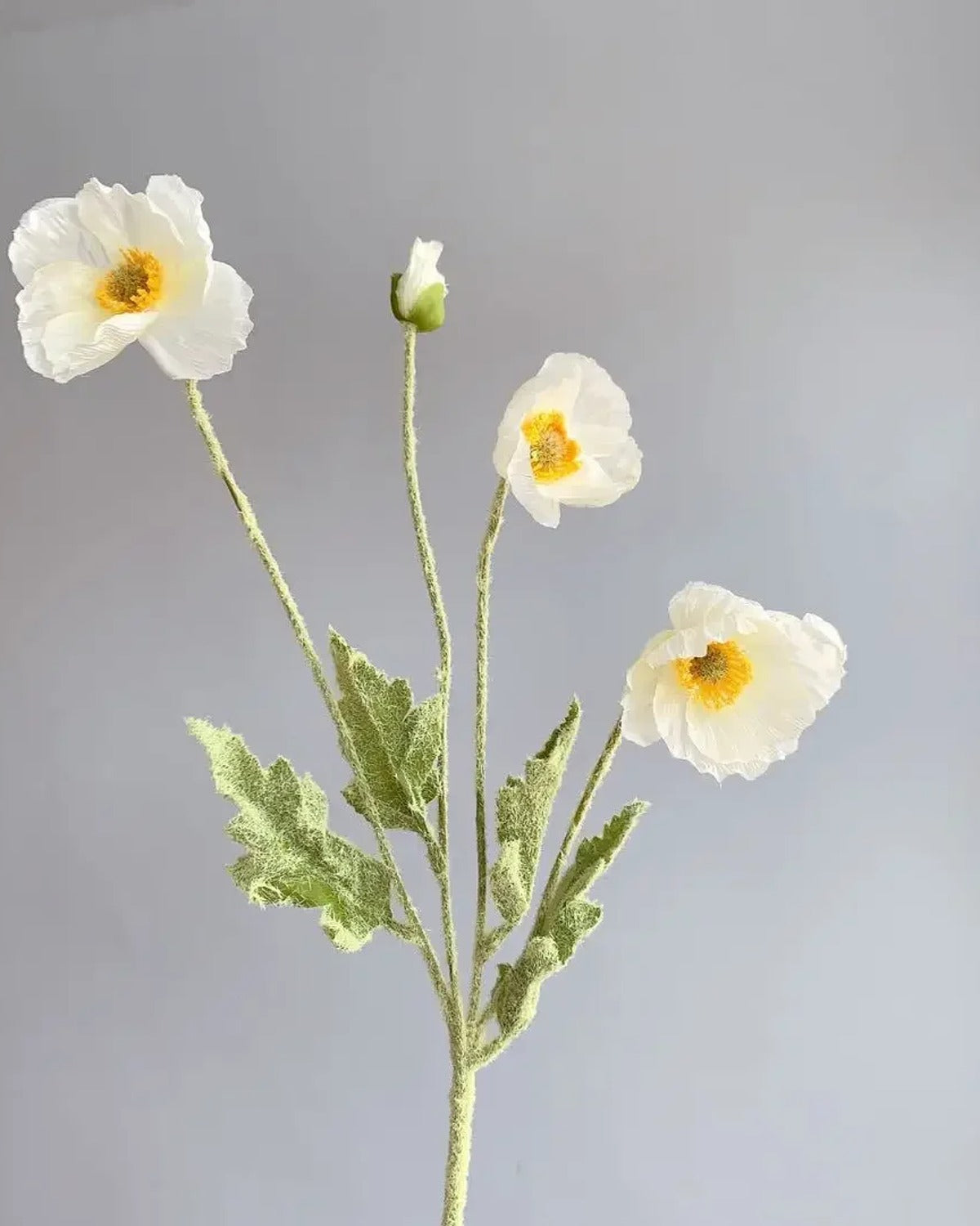 A white poppy stem with yellow centers