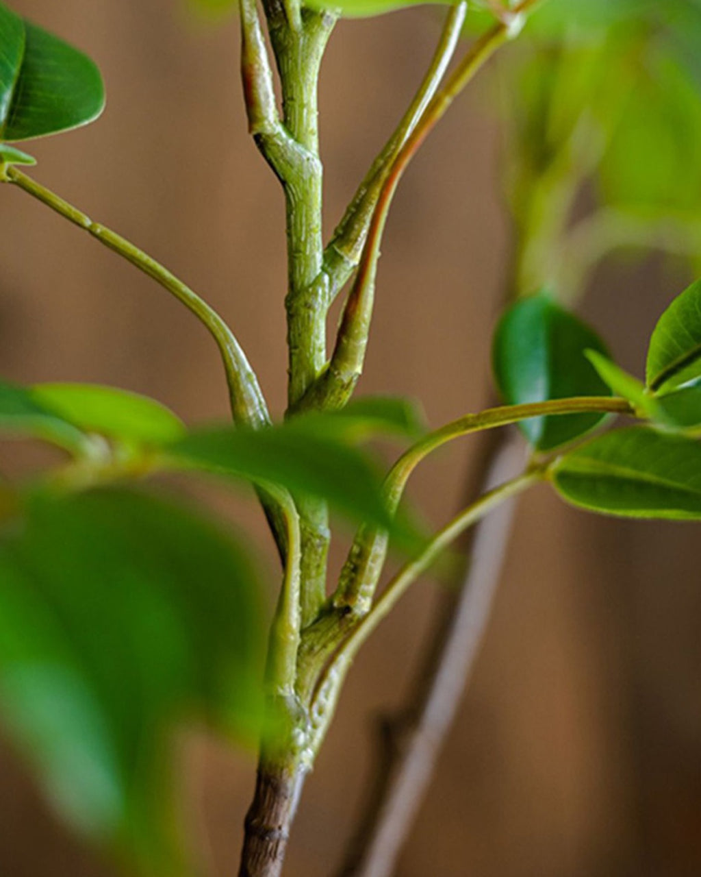 Close view of the woody stem, showing the bark texture and the joins where branches leave it