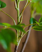 Close view of the woody stem, showing the bark texture and the joins where branches leave it