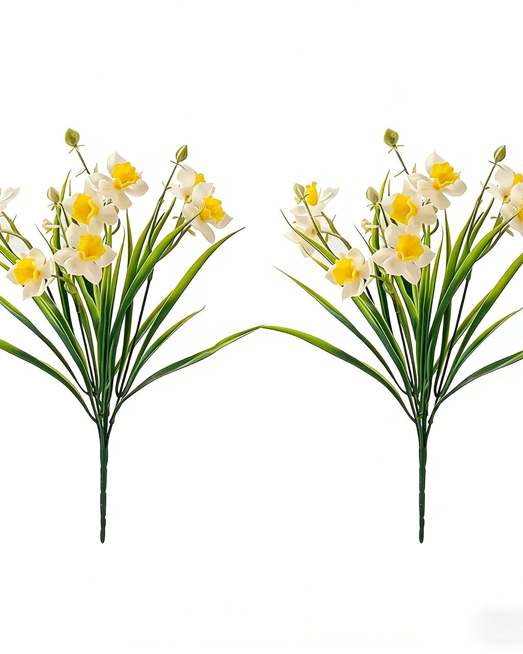 Two bunches of the white and yellow daffodils side by side, as the two bunch option supplies