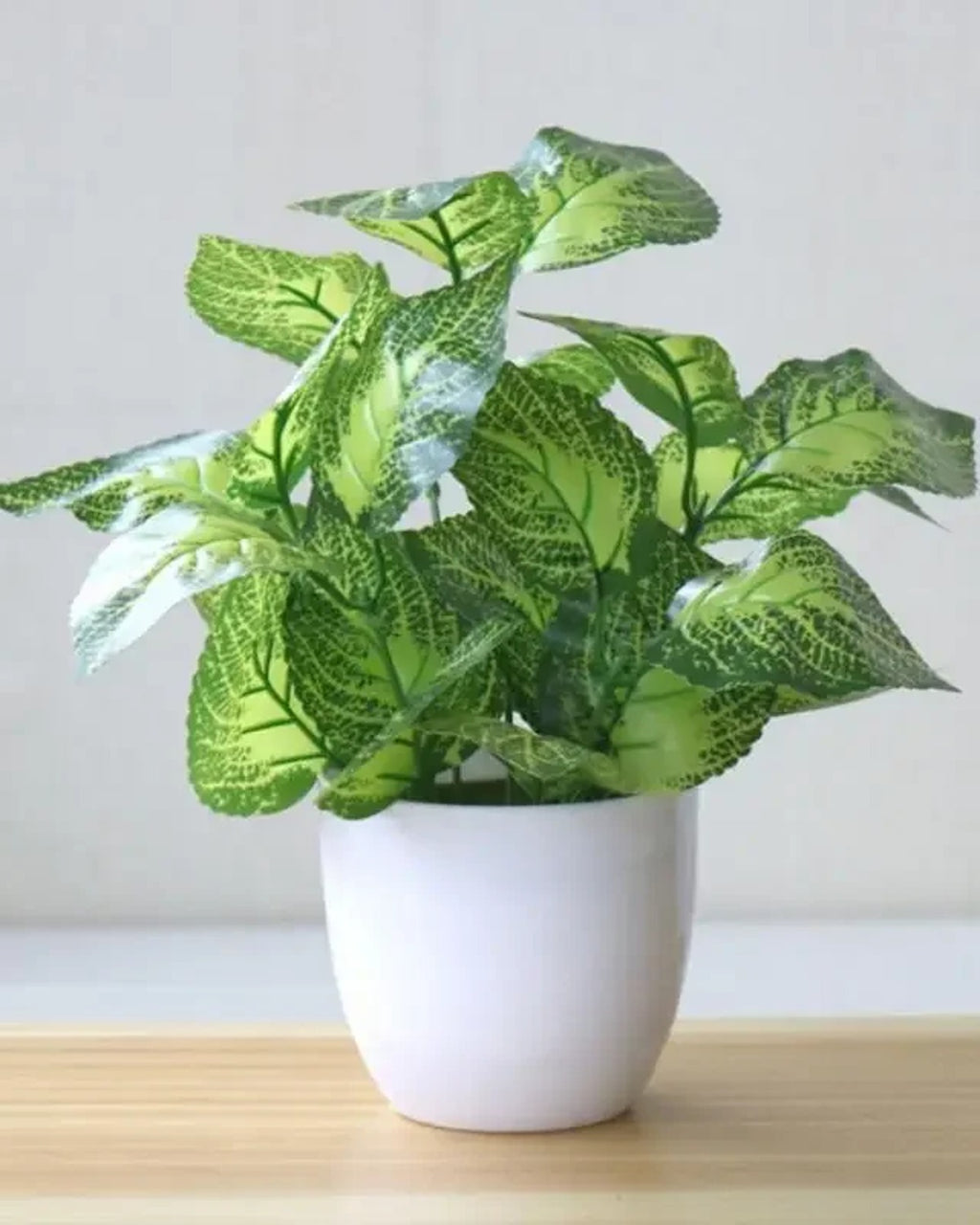 Leaf style: green perilla, the plant in its white ceramic pot