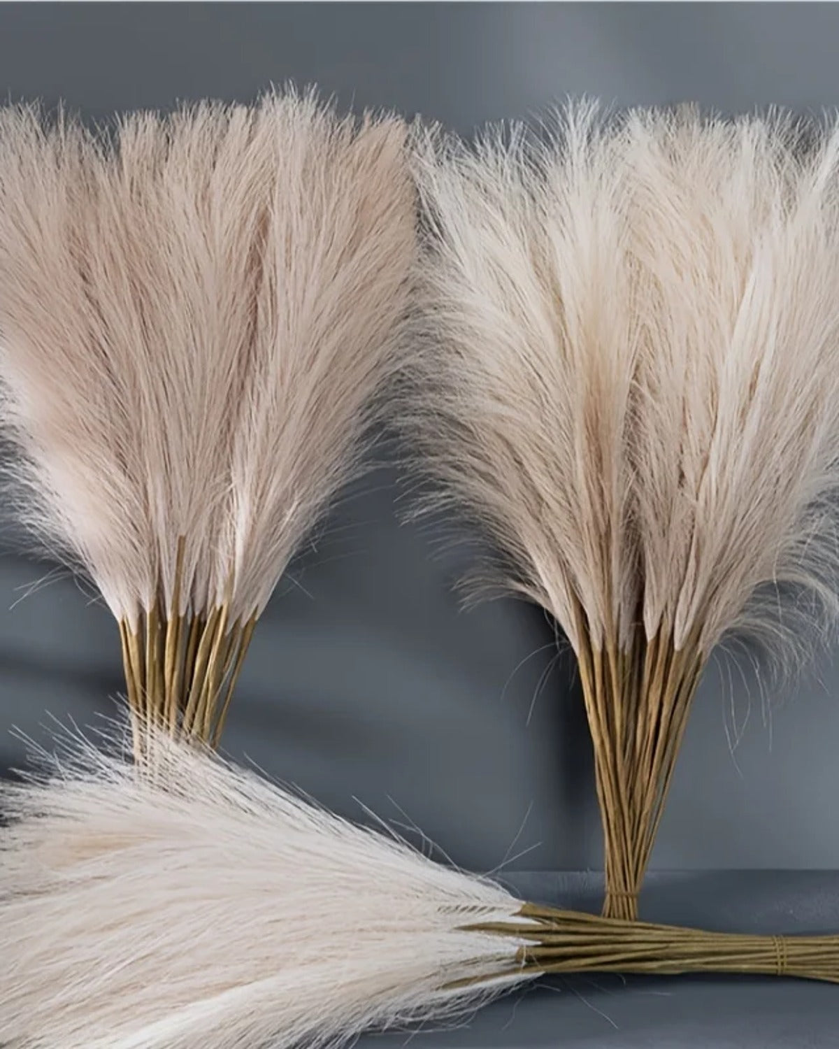 Two bunches of the pampas stems on a plain gray background, one standing and one laid flat