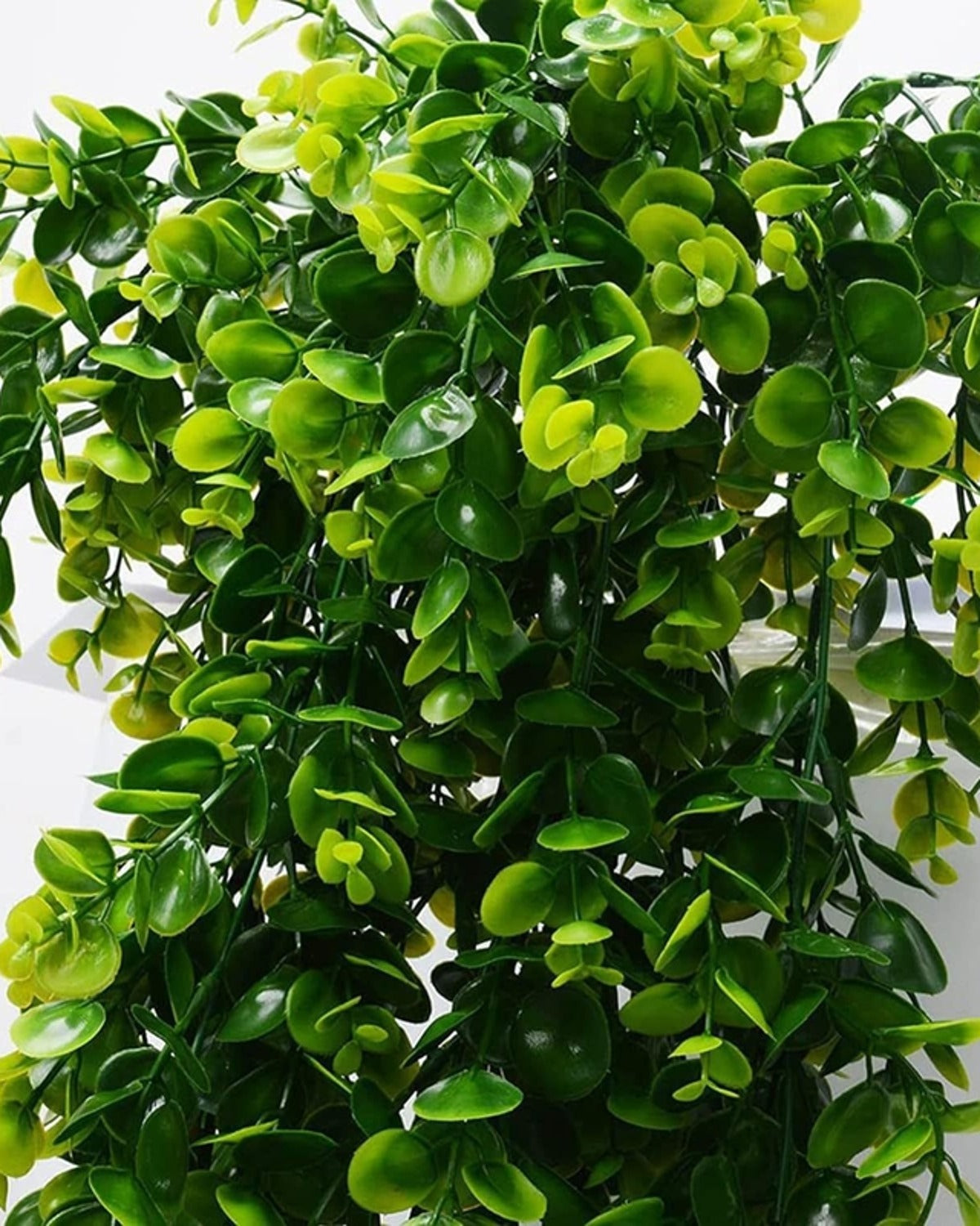Close view of the rounded eucalyptus leaves along the trailing stems