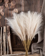 The pampas stems fanned against a wooden wall beside a length of driftwood