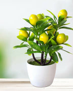 The lemon bonsai on a pale ledge, the fruit showing against the leaves