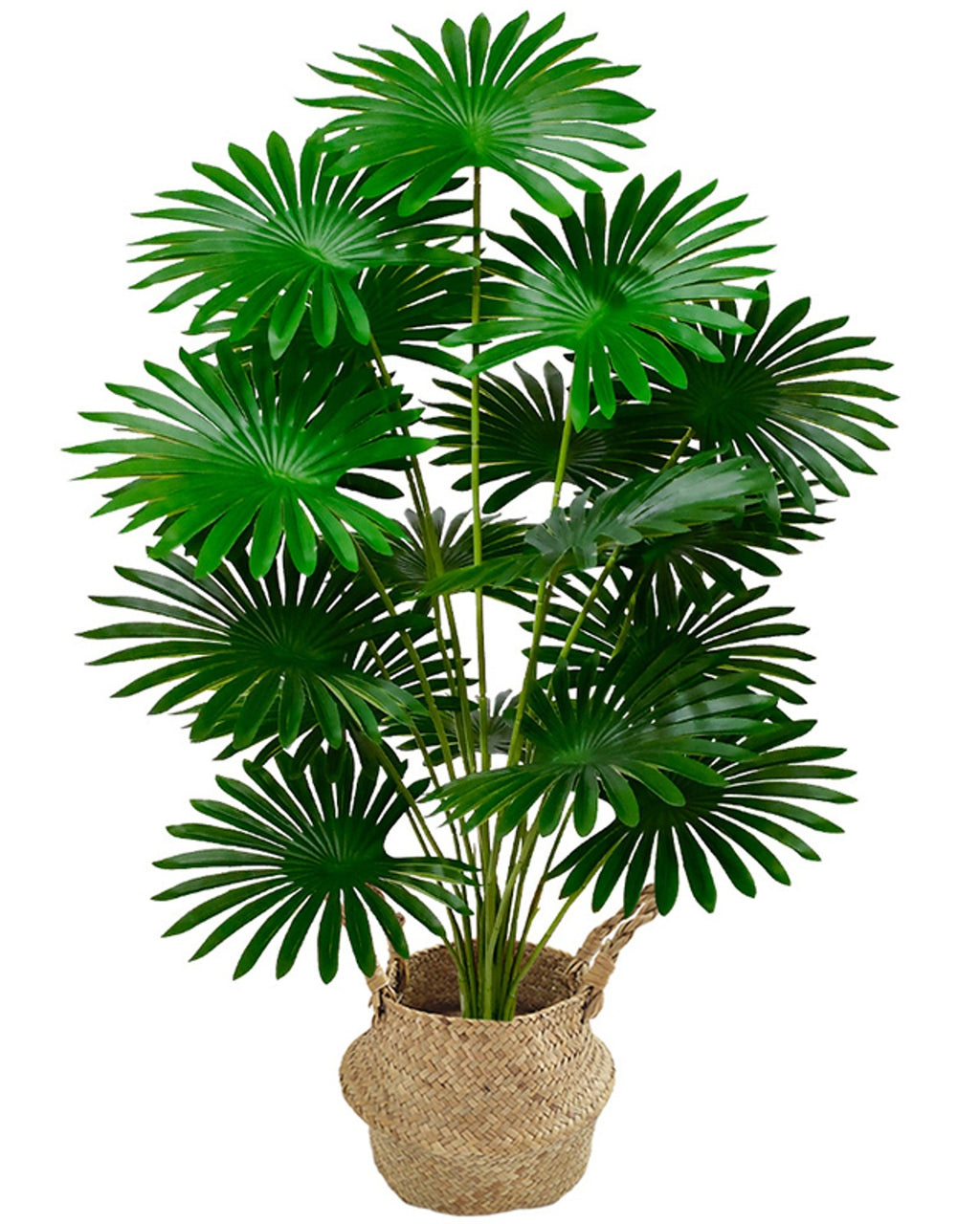 The fan palm in a woven basket against a plain white background (pot not included)