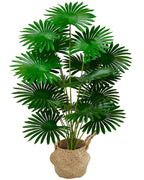 The fan palm in a woven basket against a plain white background (pot not included)