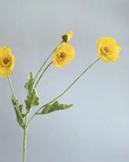 A yellow poppy stem, two open flowers and a bud