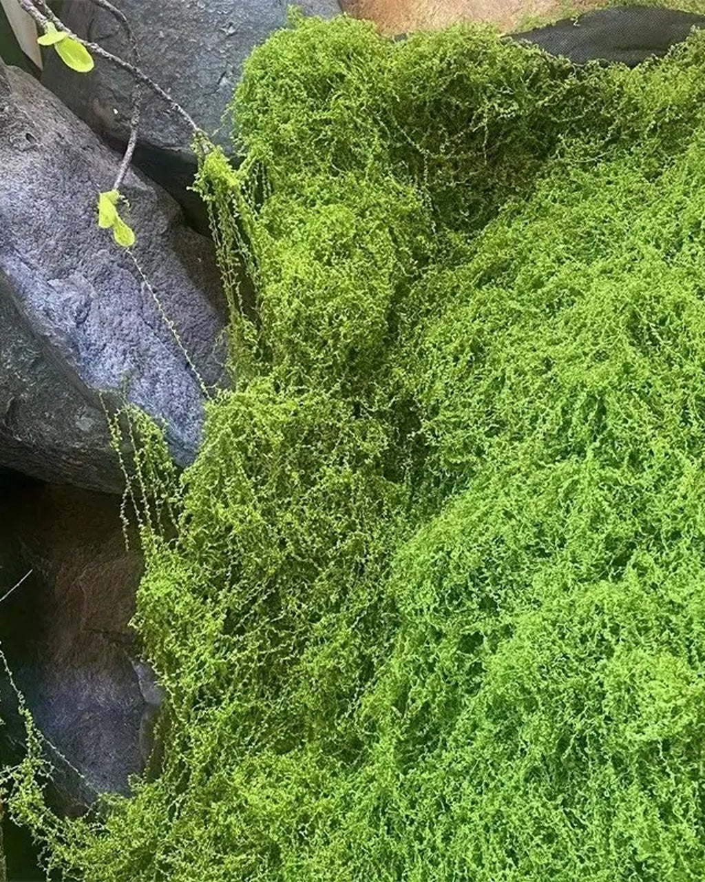 The moss mat laid over rock, the fibers catching the light