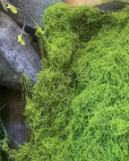 The moss mat laid over rock, the fibers catching the light