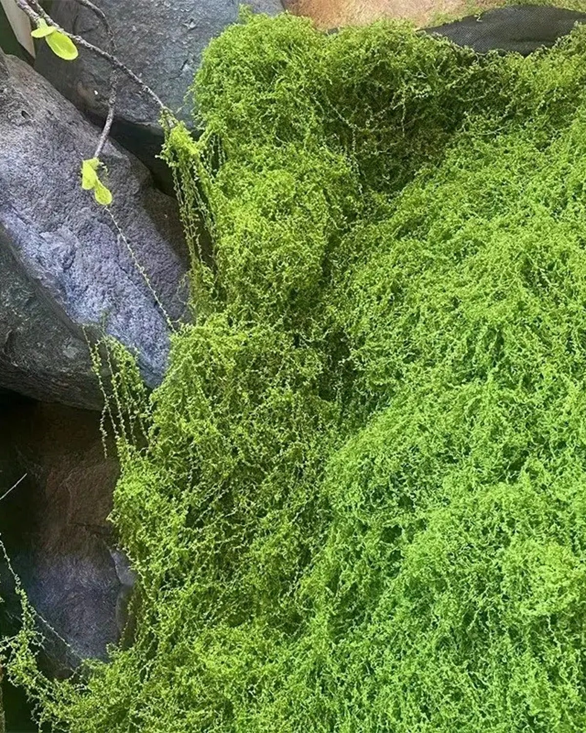 The moss mat laid over rock, the fibers catching the light