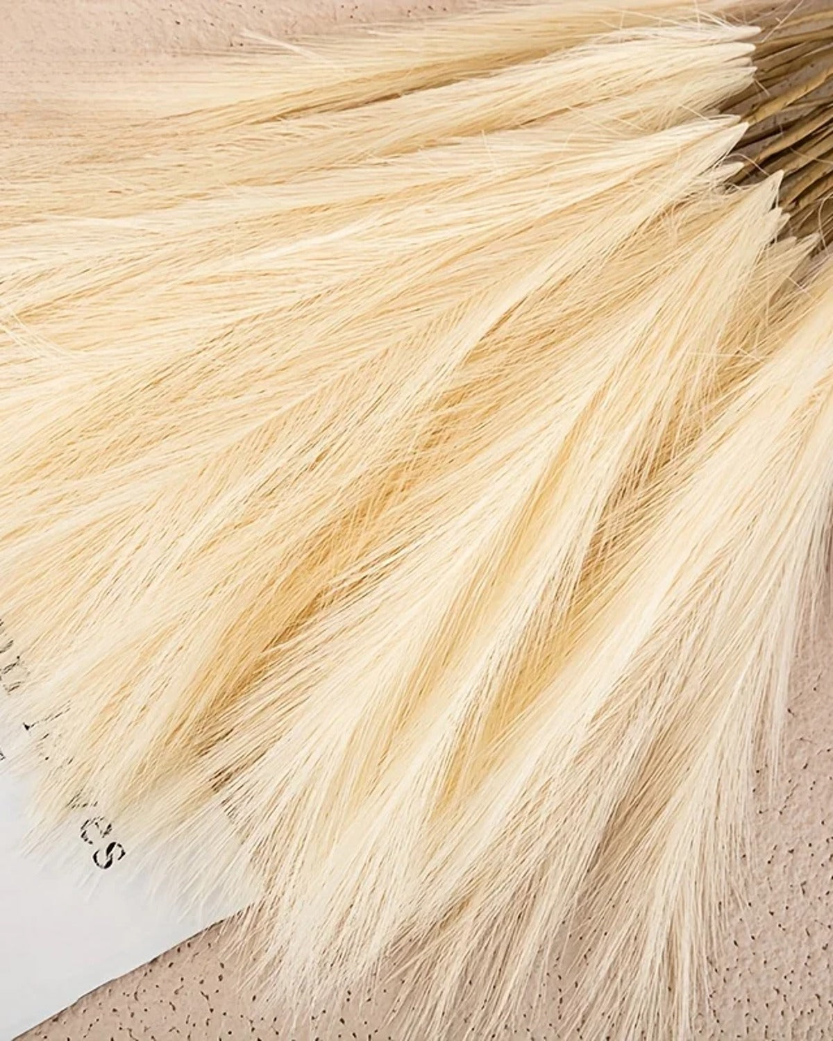 Close view of the plume texture, the fine strands catching the light