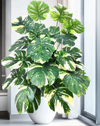 The monstera bush in a white pot beside a tall window (pot not included)