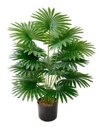 The fan palm in a plain black nursery pot against a plain white background (pot not included)