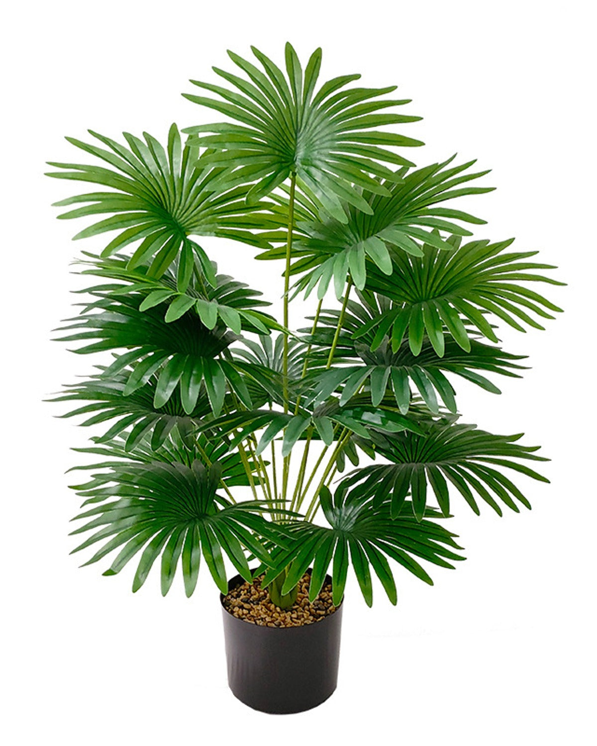 The fan palm in a plain black nursery pot against a plain white background (pot not included)
