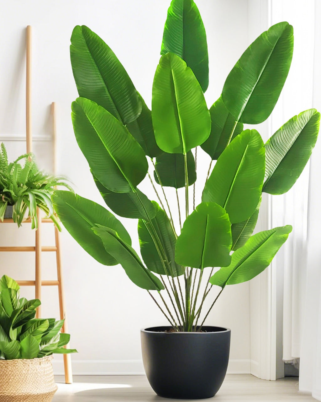 The banana leaf plant in a black pot beside a wooden ladder shelf (pot not included)