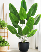 The banana leaf plant in a black pot beside a wooden ladder shelf (pot not included)
